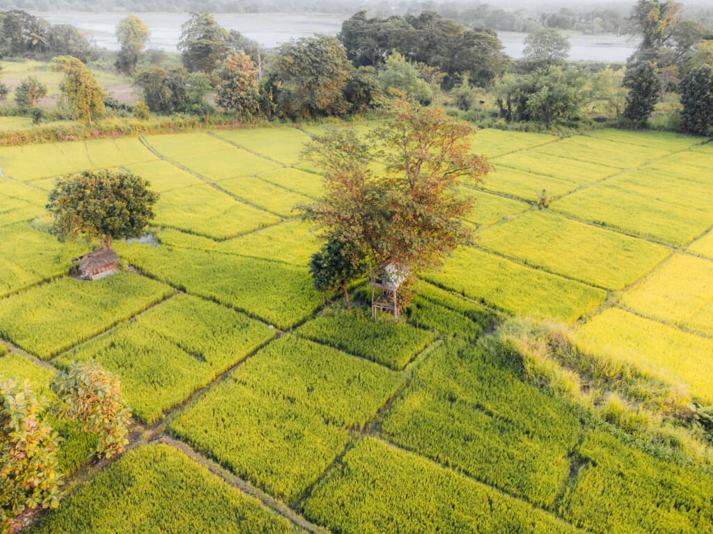 Aerial Photo of neyius green Rice fields in the countryside of Sri Lanka. High quality photo