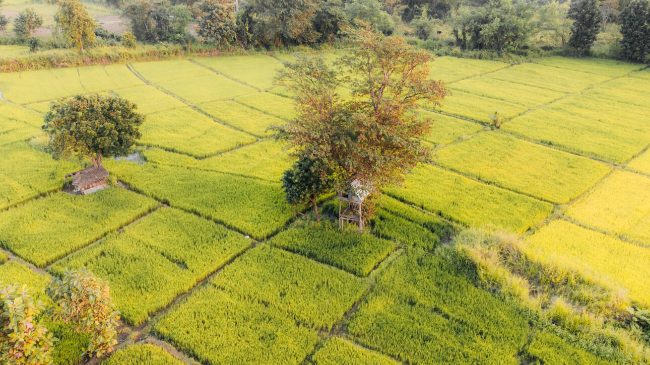 Aerial Photo of neyius green Rice fields in the countryside of Sri Lanka. High quality photo