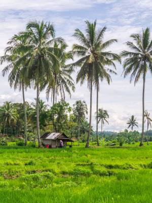 Neyius Land Acquisition — Pacific Asian West Philippines Land acquired by Neyius in the Pacific Asian West Philippines, expanding manufacturing and development opportunities.